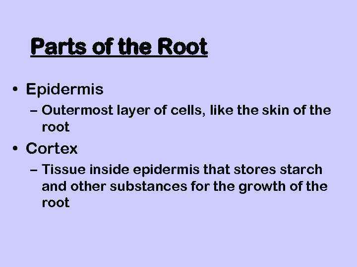 Parts of the Root • Epidermis – Outermost layer of cells, like the skin