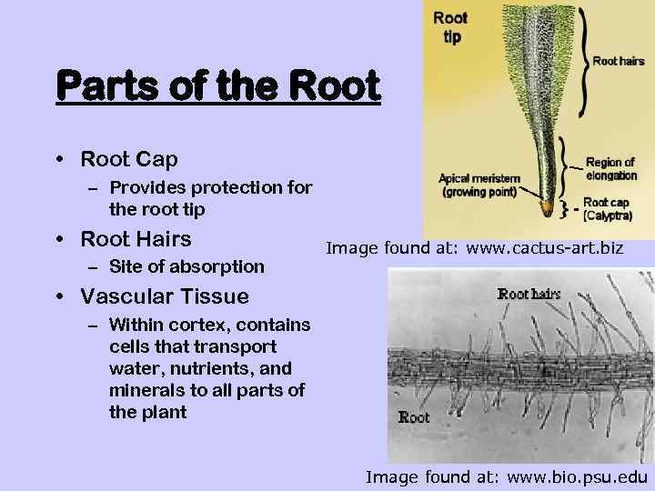 Parts of the Root • Root Cap – Provides protection for the root tip