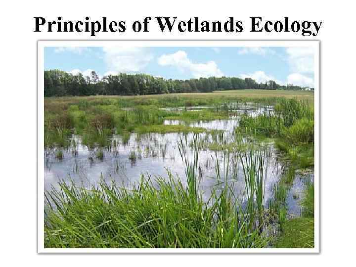 Principles of Wetlands Ecology 