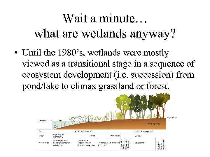 Wait a minute… what are wetlands anyway? • Until the 1980’s, wetlands were mostly