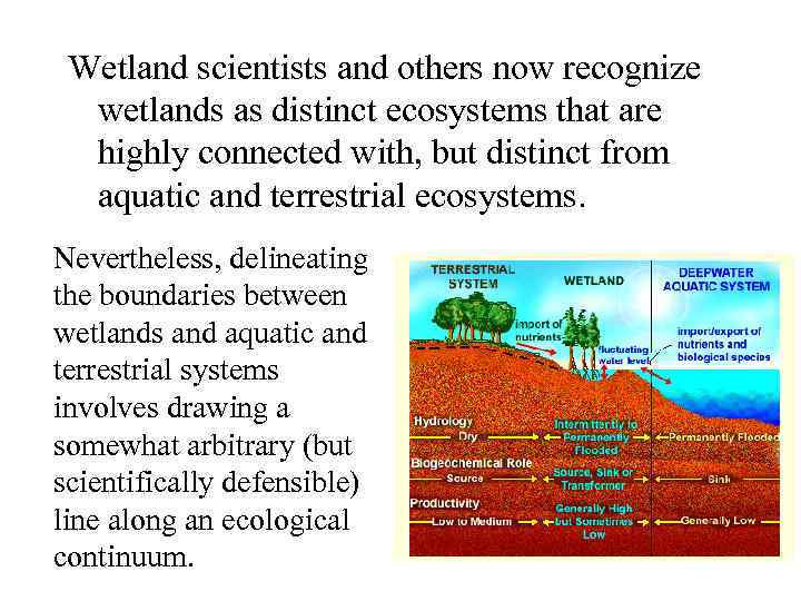 Wetland scientists and others now recognize wetlands as distinct ecosystems that are highly connected