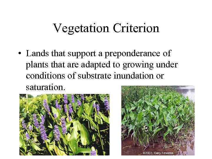 Vegetation Criterion • Lands that support a preponderance of plants that are adapted to