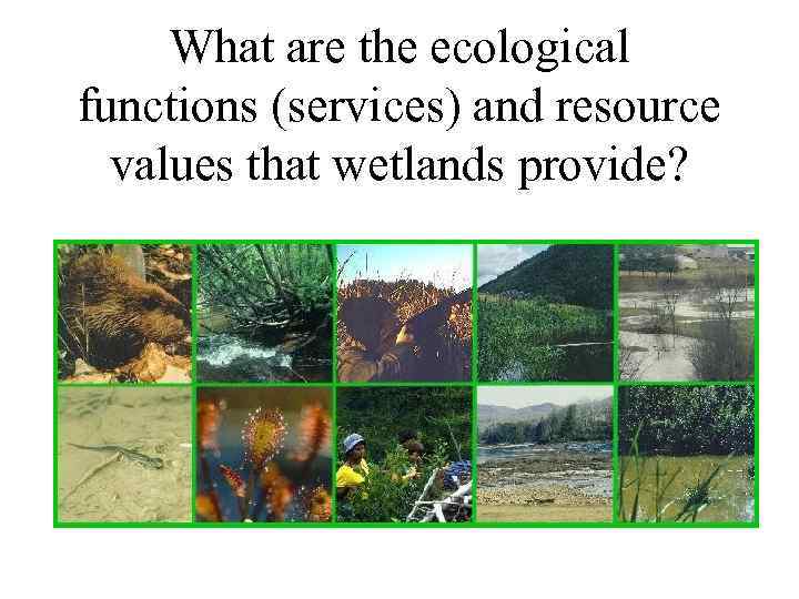 What are the ecological functions (services) and resource values that wetlands provide? 