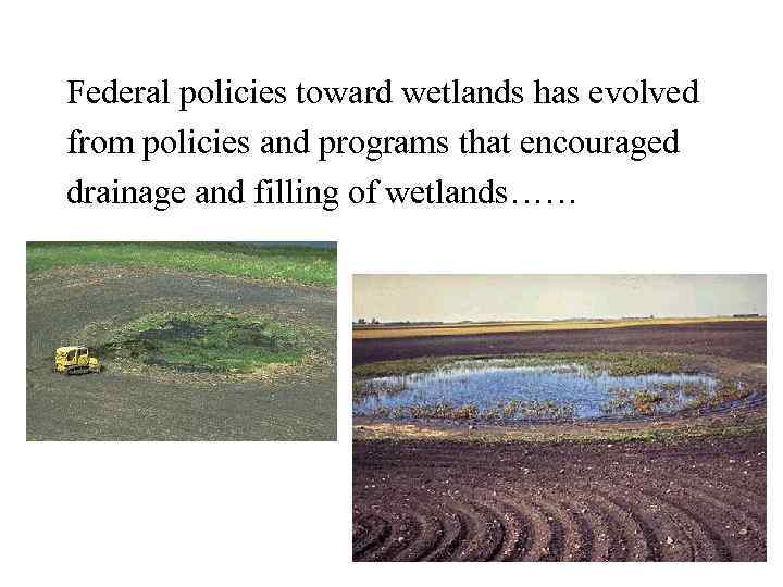 Federal policies toward wetlands has evolved from policies and programs that encouraged drainage and