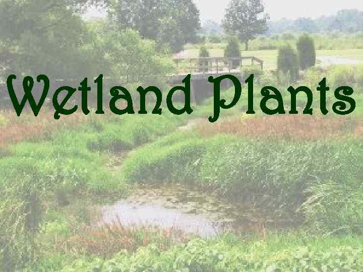 Wetland Plants 
