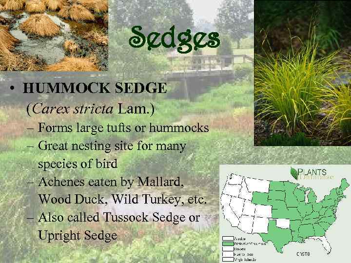 Sedges • HUMMOCK SEDGE (Carex stricta Lam. ) – Forms large tufts or hummocks