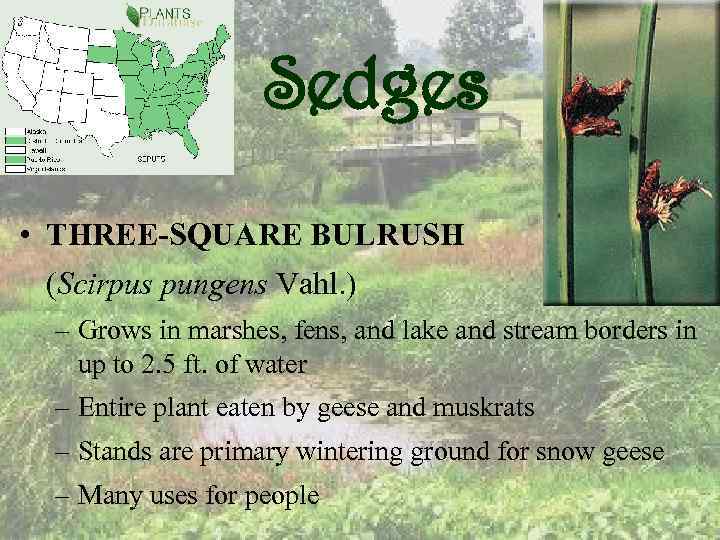 Sedges • THREE-SQUARE BULRUSH (Scirpus pungens Vahl. ) – Grows in marshes, fens, and