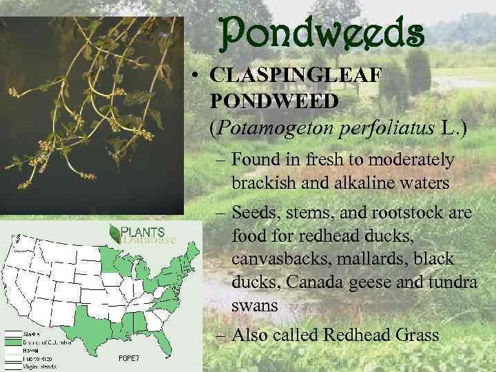 Pondweeds • CLASPINGLEAF PONDWEED (Potamogeton perfoliatus L. ) – Found in fresh to moderately