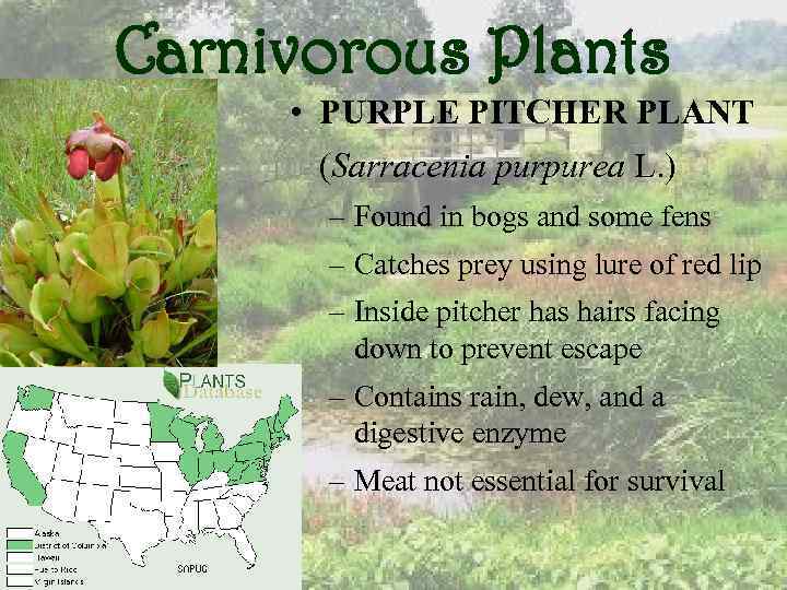Carnivorous Plants • PURPLE PITCHER PLANT (Sarracenia purpurea L. ) – Found in bogs