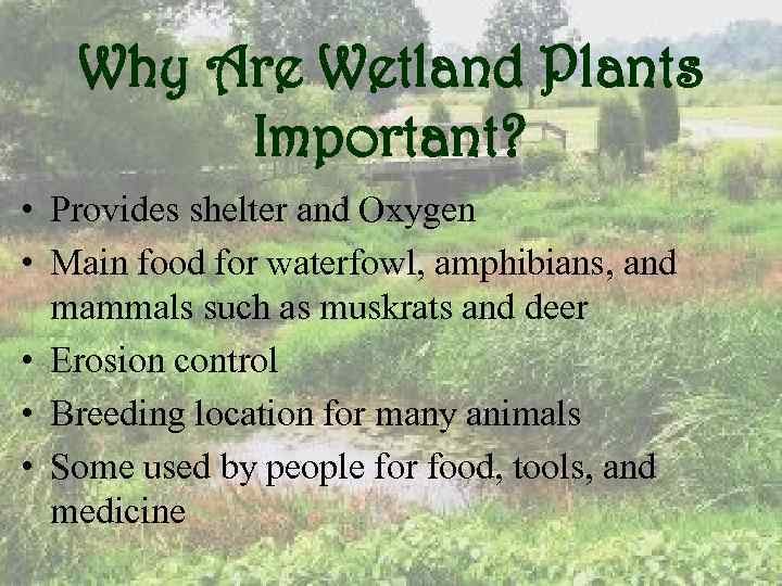 Why Are Wetland Plants Important? • Provides shelter and Oxygen • Main food for
