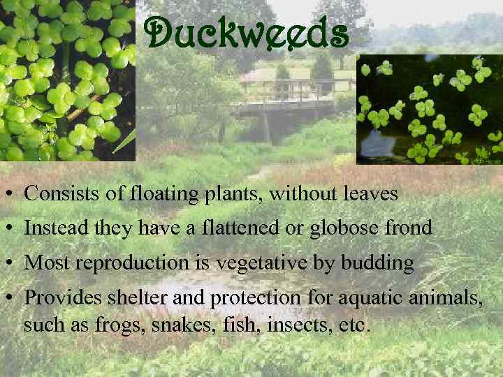 Duckweeds • Consists of floating plants, without leaves • Instead they have a flattened