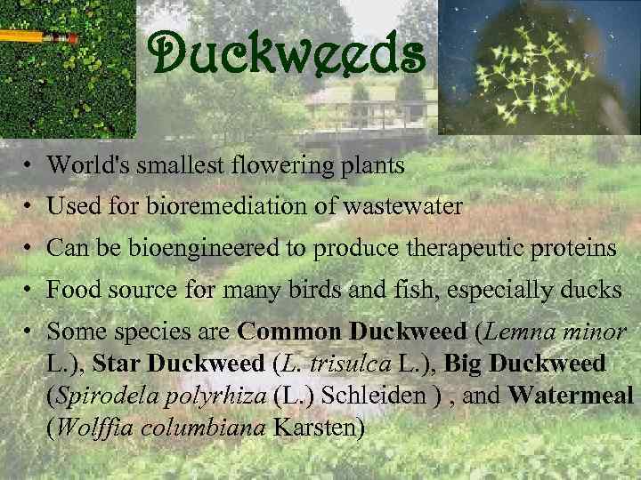 Duckweeds • World's smallest flowering plants • Used for bioremediation of wastewater • Can