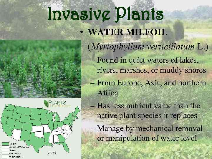 Invasive Plants • WATER MILFOIL (Myriophyllum verticillatum L. ) – Found in quiet waters