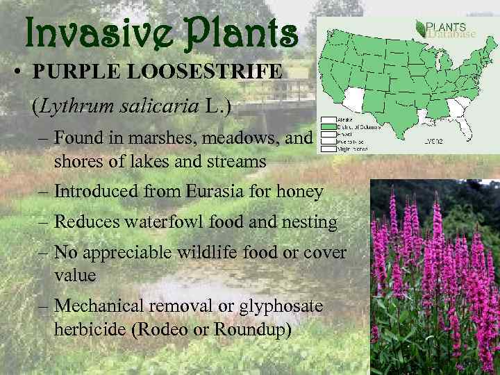Invasive Plants • PURPLE LOOSESTRIFE (Lythrum salicaria L. ) – Found in marshes, meadows,