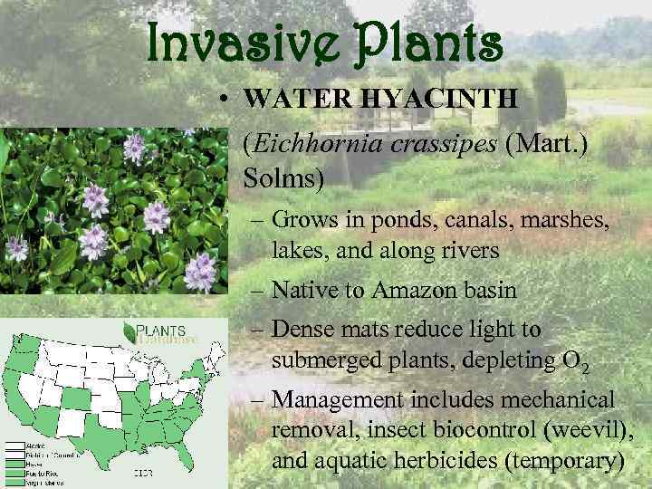 Invasive Plants • WATER HYACINTH (Eichhornia crassipes (Mart. ) Solms) – Grows in ponds,