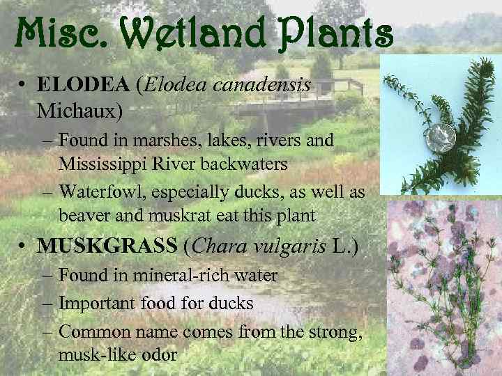 Misc. Wetland Plants • ELODEA (Elodea canadensis Michaux) – Found in marshes, lakes, rivers