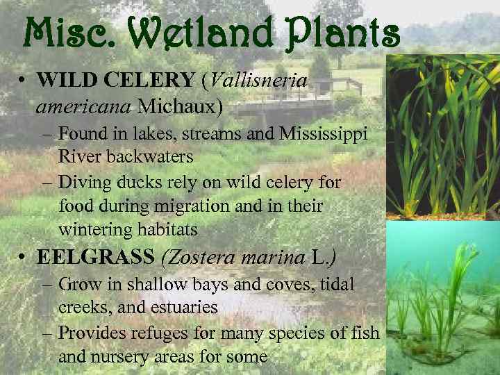 Misc. Wetland Plants • WILD CELERY (Vallisneria americana Michaux) – Found in lakes, streams