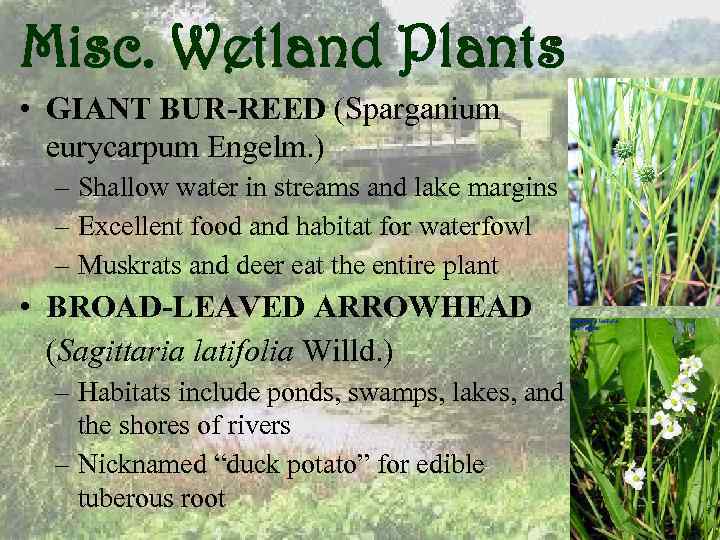 Misc. Wetland Plants • GIANT BUR-REED (Sparganium eurycarpum Engelm. ) – Shallow water in