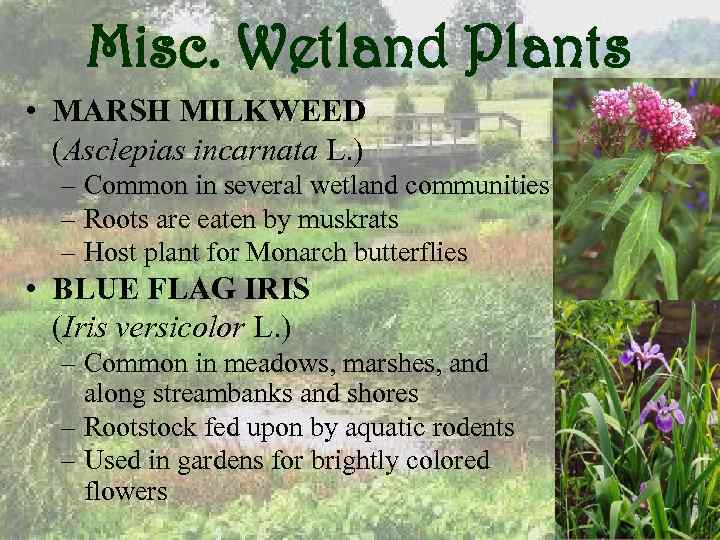 Misc. Wetland Plants • MARSH MILKWEED (Asclepias incarnata L. ) – Common in several