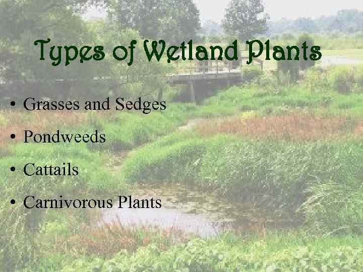 Types of Wetland Plants • Grasses and Sedges • Pondweeds • Cattails • Carnivorous