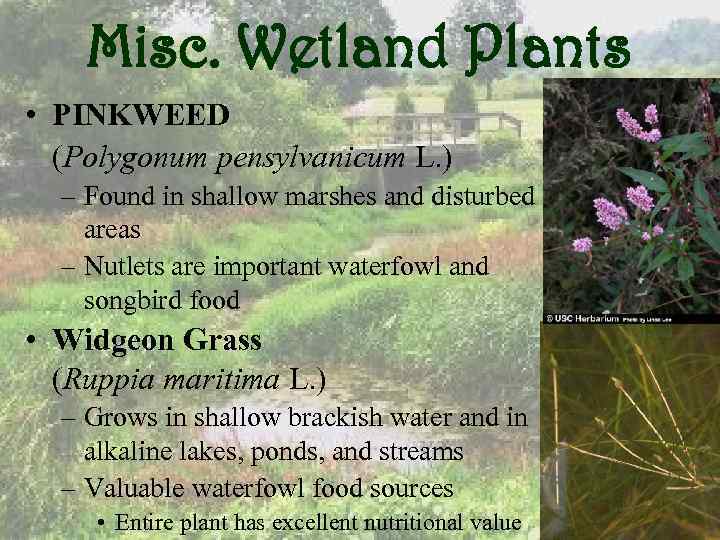 Misc. Wetland Plants • PINKWEED (Polygonum pensylvanicum L. ) – Found in shallow marshes
