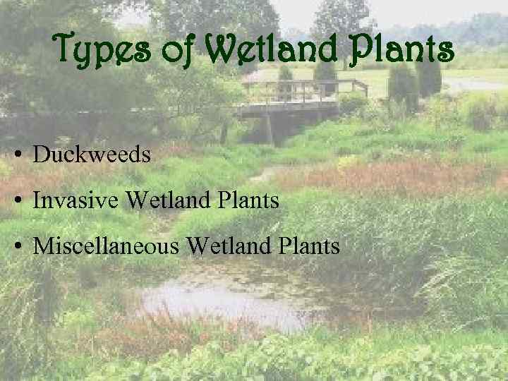 Types of Wetland Plants • Duckweeds • Invasive Wetland Plants • Miscellaneous Wetland Plants