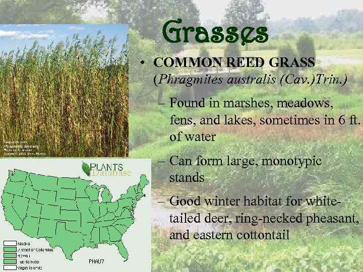 Grasses • COMMON REED GRASS (Phragmites australis (Cav. )Trin. ) – Found in marshes,