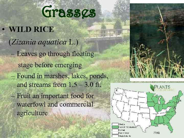 Grasses • WILD RICE (Zizania aquatica L. ) – Leaves go through floating stage