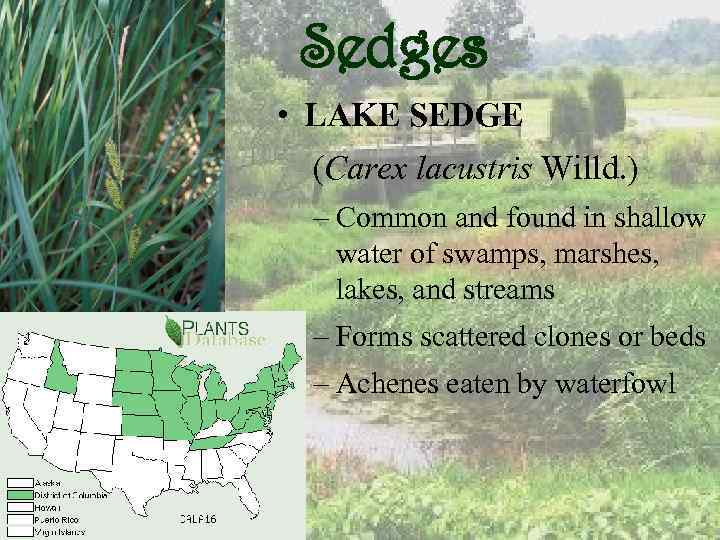 Sedges • LAKE SEDGE (Carex lacustris Willd. ) – Common and found in shallow