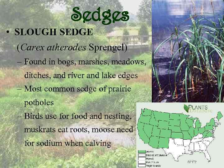 Sedges • SLOUGH SEDGE (Carex atherodes Sprengel) – Found in bogs, marshes, meadows, ditches,