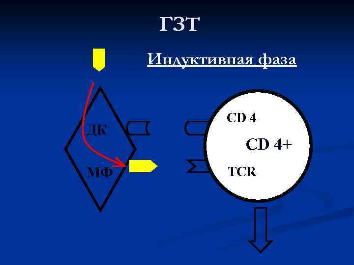 ГЗТ Индуктивная фаза ДК МФ CD 4+ TCR 