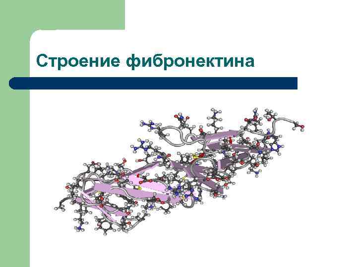 Строение фибронектина 