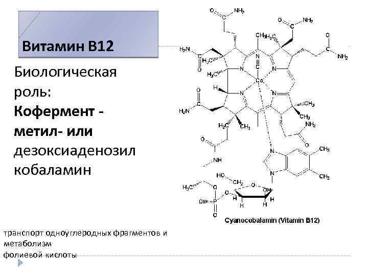 Коферментом витамина в2 является