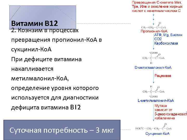 Витамин В 12 2. Коэнзим в процессах превращения пропионил-Ко. А в сукцинил-Ко. А При