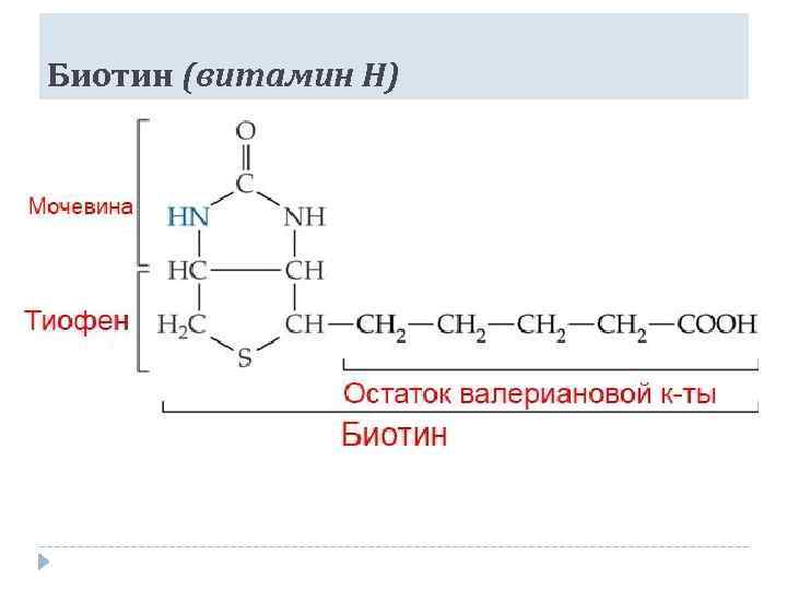 Фолиевая кислота пантотеновая кислота и биотин. Витамин н биотин структура. Биотин активная форма витамина. Витамин h структура. Биотин функции биохимия.