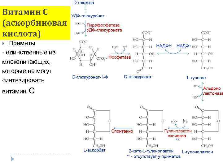 Витамин С (аскорбиновая кислота) Приматы - единственные из млекопитающих, которые не могут синтезировать витамин