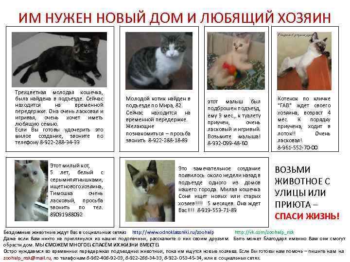 ИМ НУЖЕН НОВЫЙ ДОМ И ЛЮБЯЩИЙ ХОЗЯИН Трехцветная молодая кошечка, была найдена в подъезде.