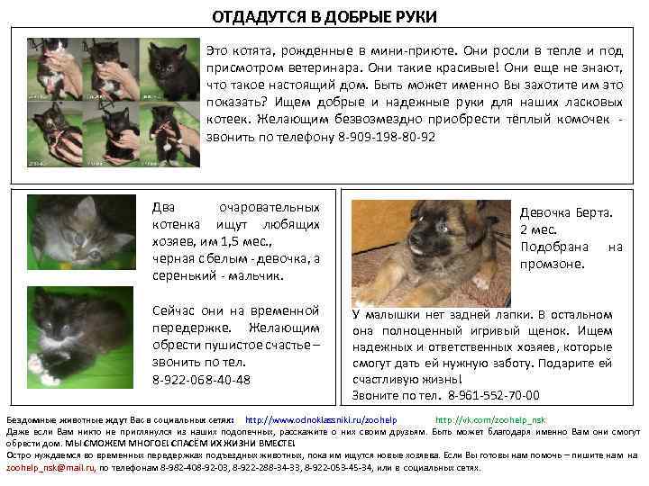 ОТДАДУТСЯ В ДОБРЫЕ РУКИ Это котята, рожденные в мини-приюте. Они росли в тепле и