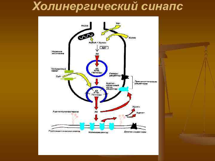 Холинергический синапс 