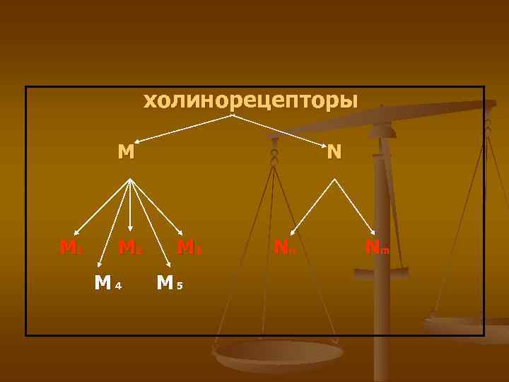 холинорецепторы M М 1 М 2 M 4 N М 3 M 5 Nn