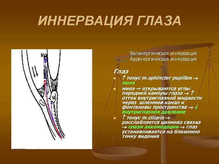 ИННЕРВАЦИЯ ГЛАЗА ____ Холинергическая иннервация ____ Адренергическая иннервация Глаз n n n тонус m.