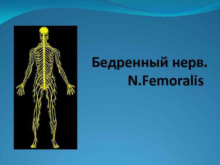 Бедренный нерв. N. Femoralis 