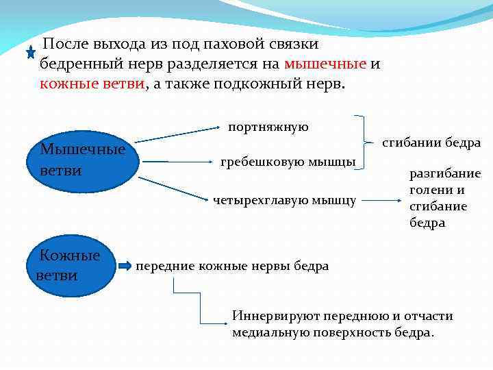 После выхода из под паховой связки бедренный нерв разделяется на мышечные и кожные ветви,