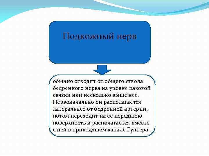 Подкожный нерв обычно отходит от общего ствола бедренного нерва на уровне паховой связки или