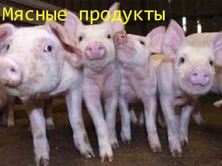 Мясные продукты 