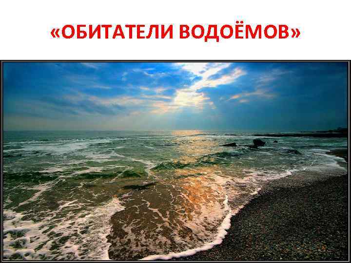  «ОБИТАТЕЛИ ВОДОЁМОВ» 