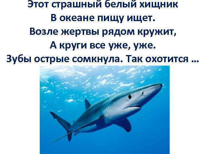 Этот страшный белый хищник В океане пищу ищет. Возле жертвы рядом кружит, А круги