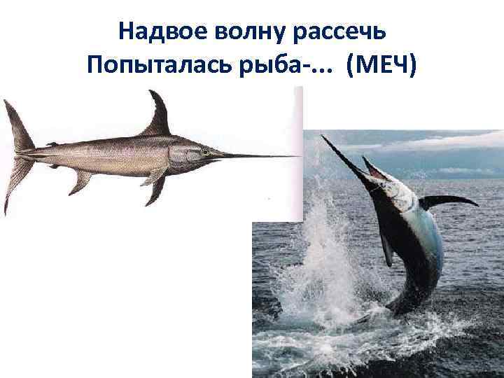 Надвое волну рассечь Попыталась рыба-. . . (МЕЧ) 