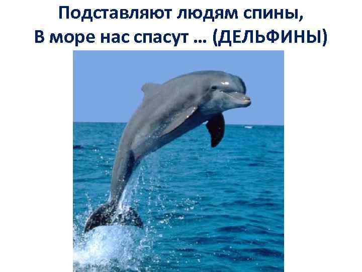 Подставляют людям спины, В море нас спасут … (ДЕЛЬФИНЫ) 