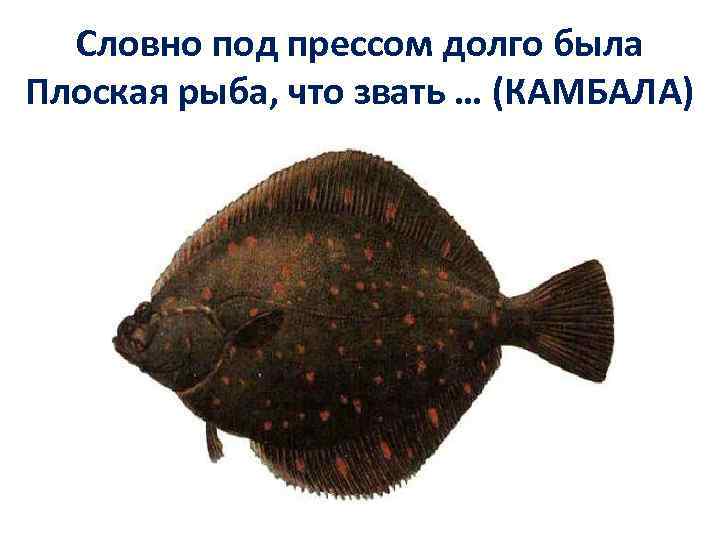 Словно под прессом долго была Плоская рыба, что звать … (КАМБАЛА) 